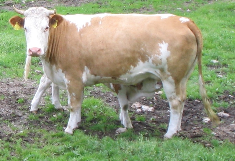tehén